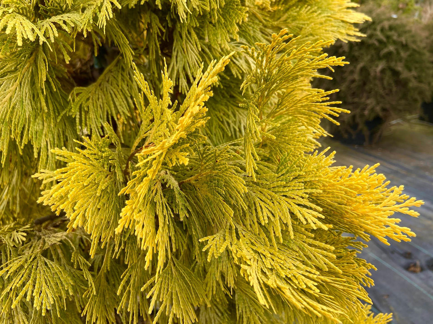 Calocedrus Decurrens - View 16 from www redcrocus com