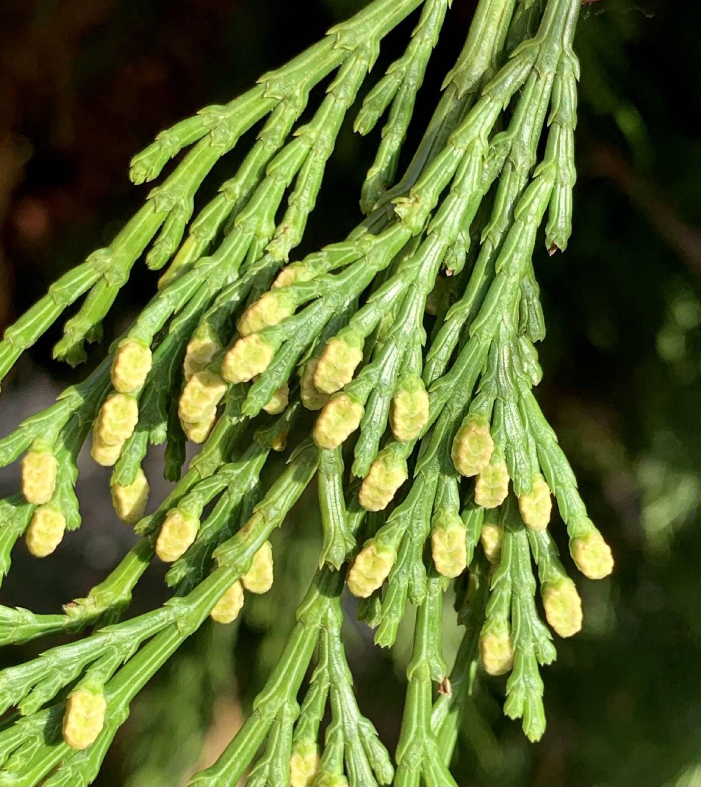 Calocedrus Decurrens - View 20 from www redcrocus com