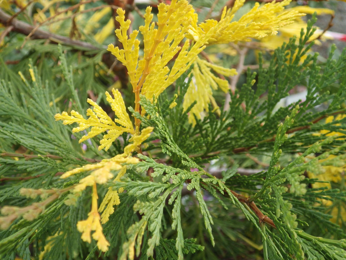 Calocedrus Decurrens - View 21 from www redcrocus com