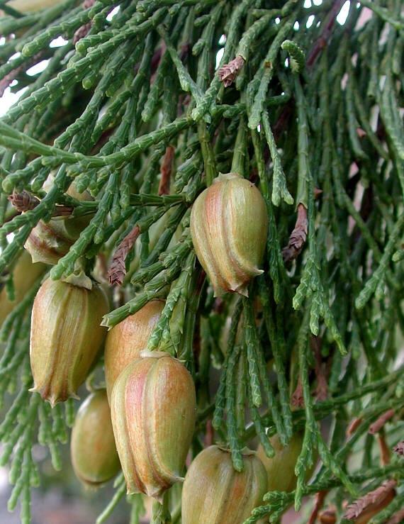 Calocedrus Decurrens - View 22 from www redcrocus com