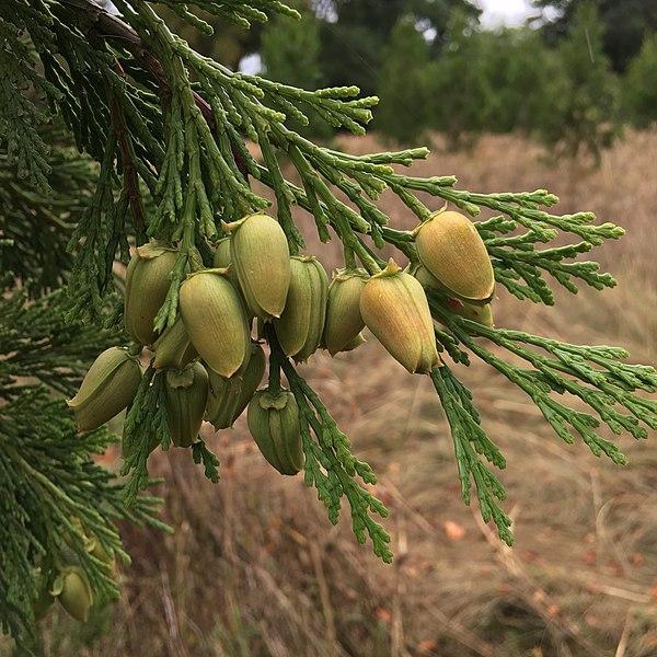 Calocedrus Decurrens - View 5 from www redcrocus com