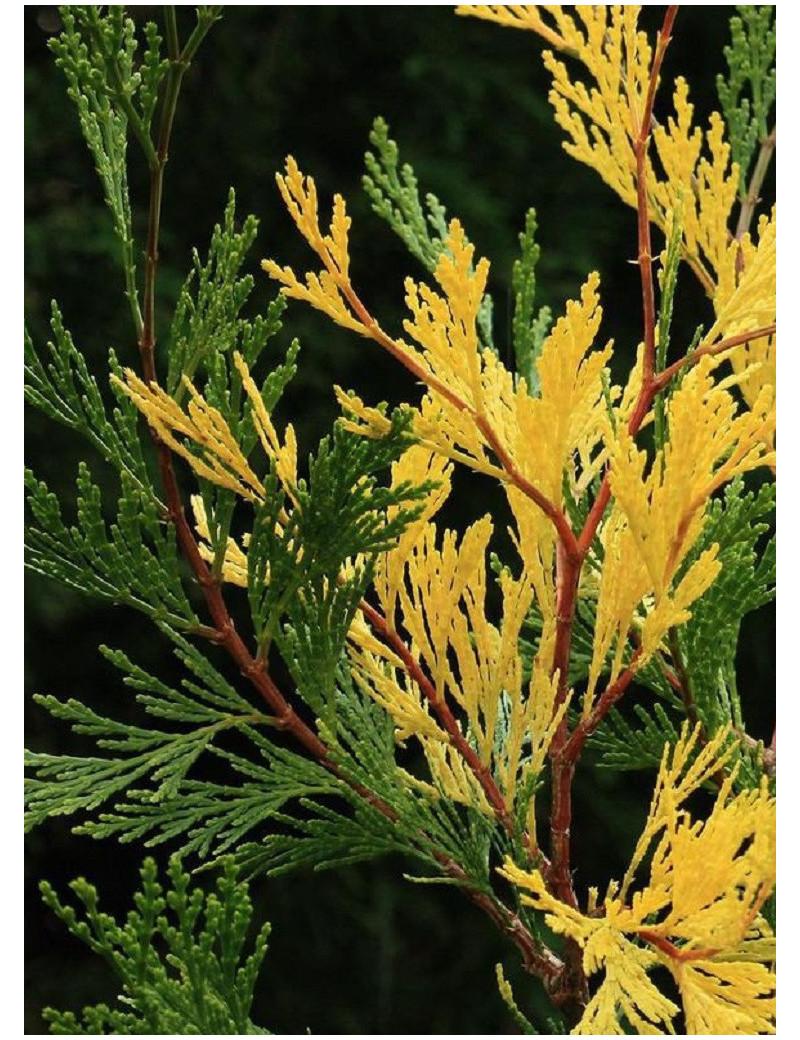 Calocedrus Decurrens - View 8 from www redcrocus com