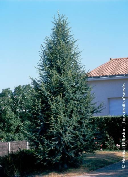 Cedrus Atlantica Fastigiata - View 8 from www redcrocus com