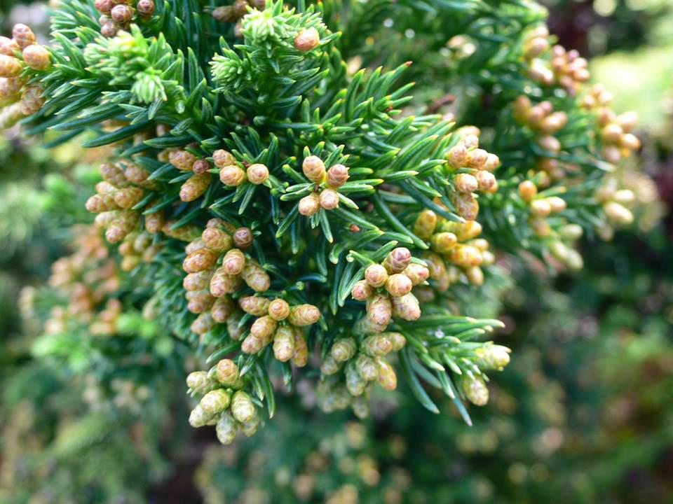 Cryptomeria Japonica Black Dragon - View 12 from www redcrocus com