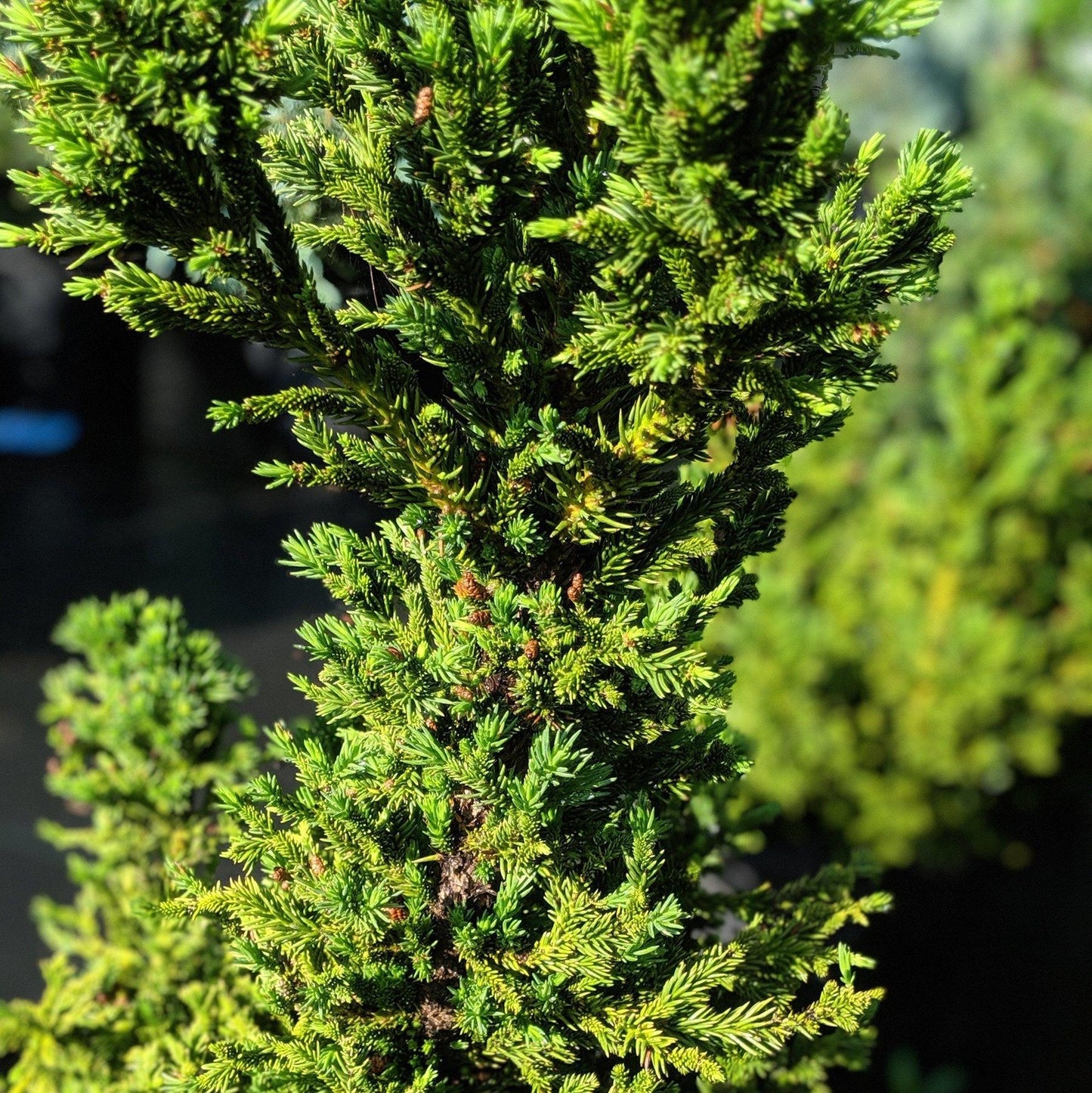 Cryptomeria Japonica Black Dragon - View 14 from www redcrocus com