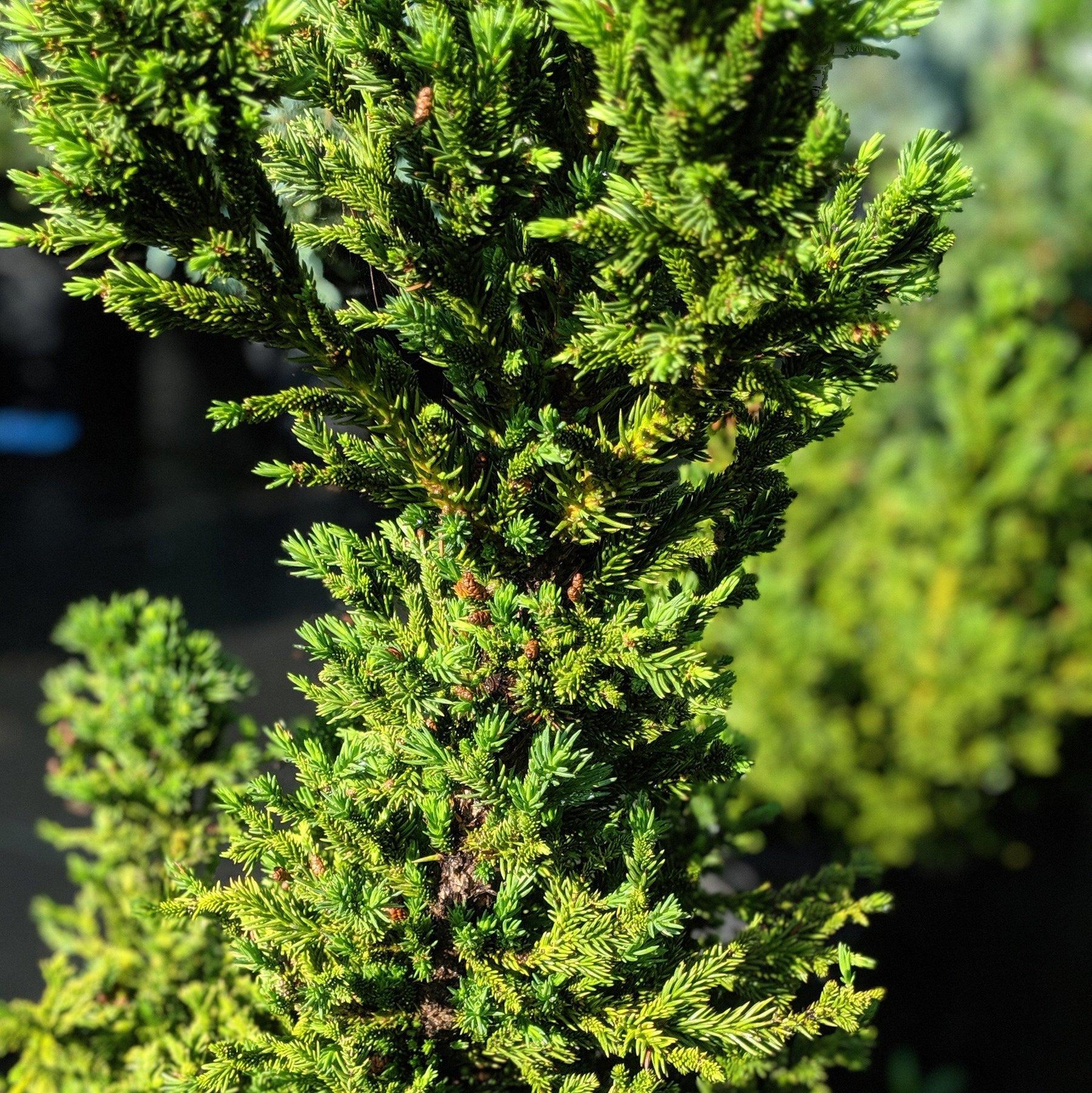 Cryptomeria Japonica Black Dragon - View 14 from www redcrocus com