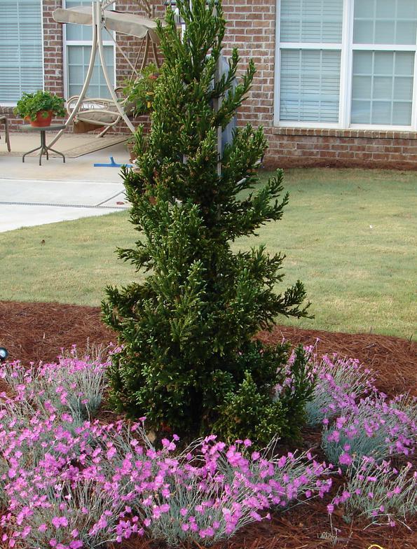 Cryptomeria Japonica Black Dragon - View 19 from www redcrocus com
