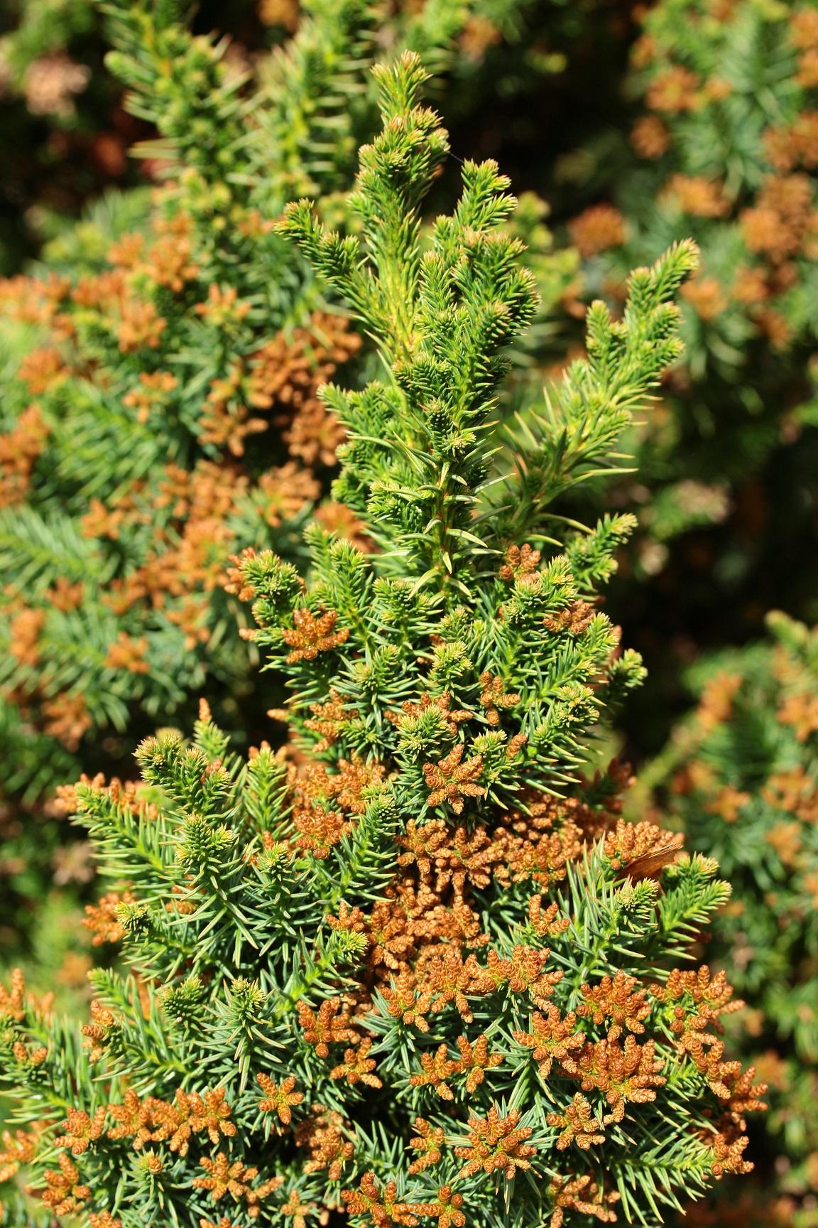 Cryptomeria Japonica Black Dragon - View 1 from www redcrocus com