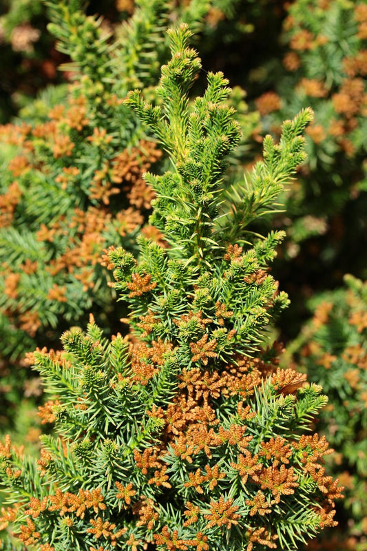 Cryptomeria Japonica Black Dragon - View 1 from www redcrocus com
