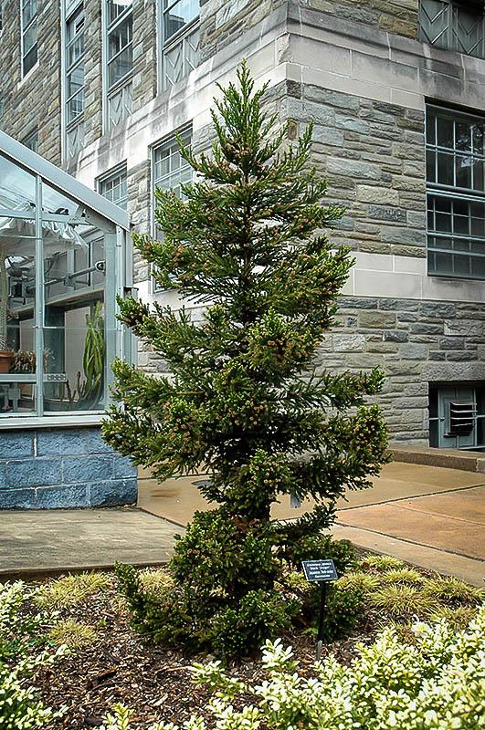 Cryptomeria Japonica Black Dragon - View 2 from www redcrocus com