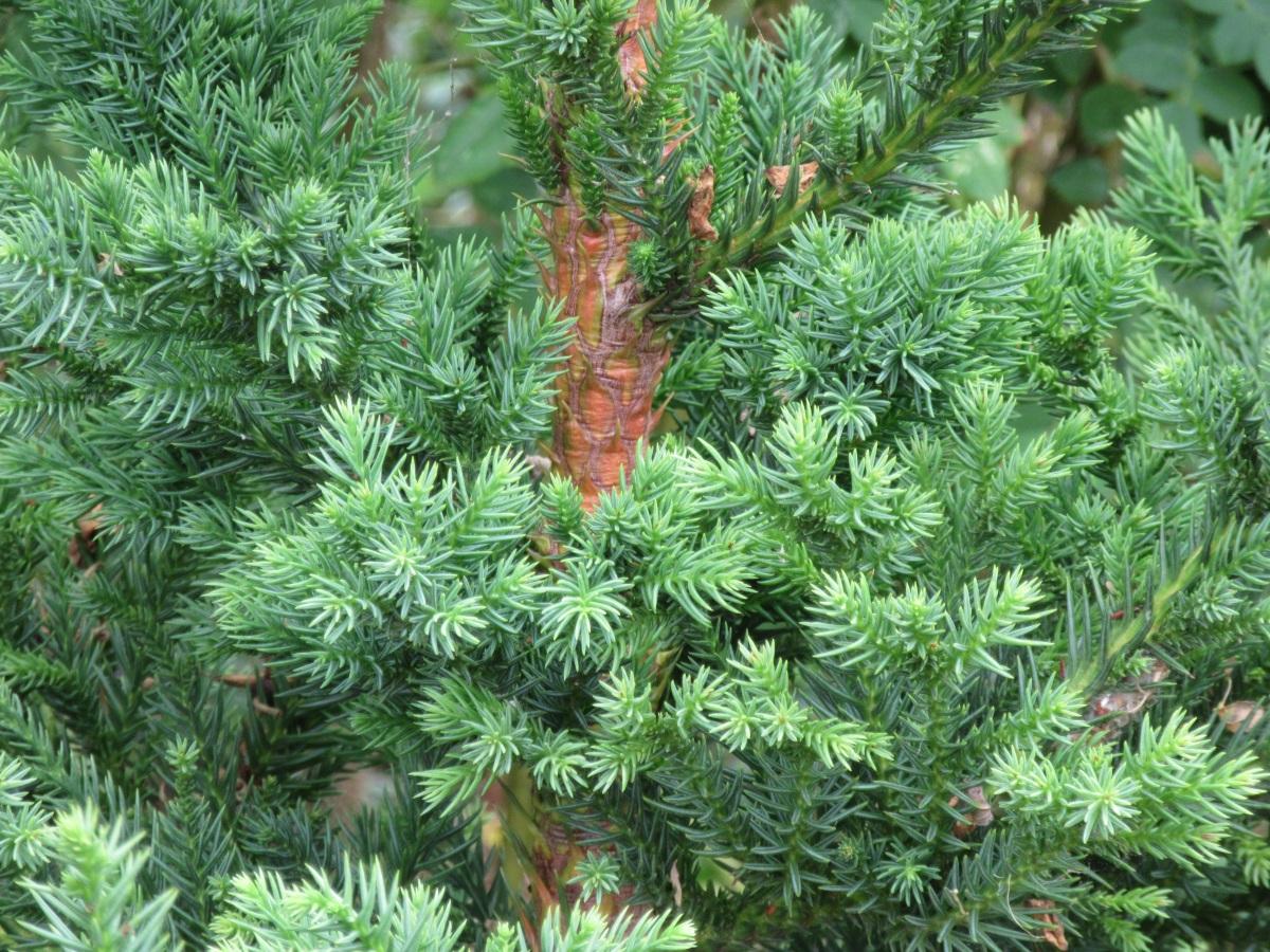 Cryptomeria Japonica Black Dragon - View 6 from www redcrocus com