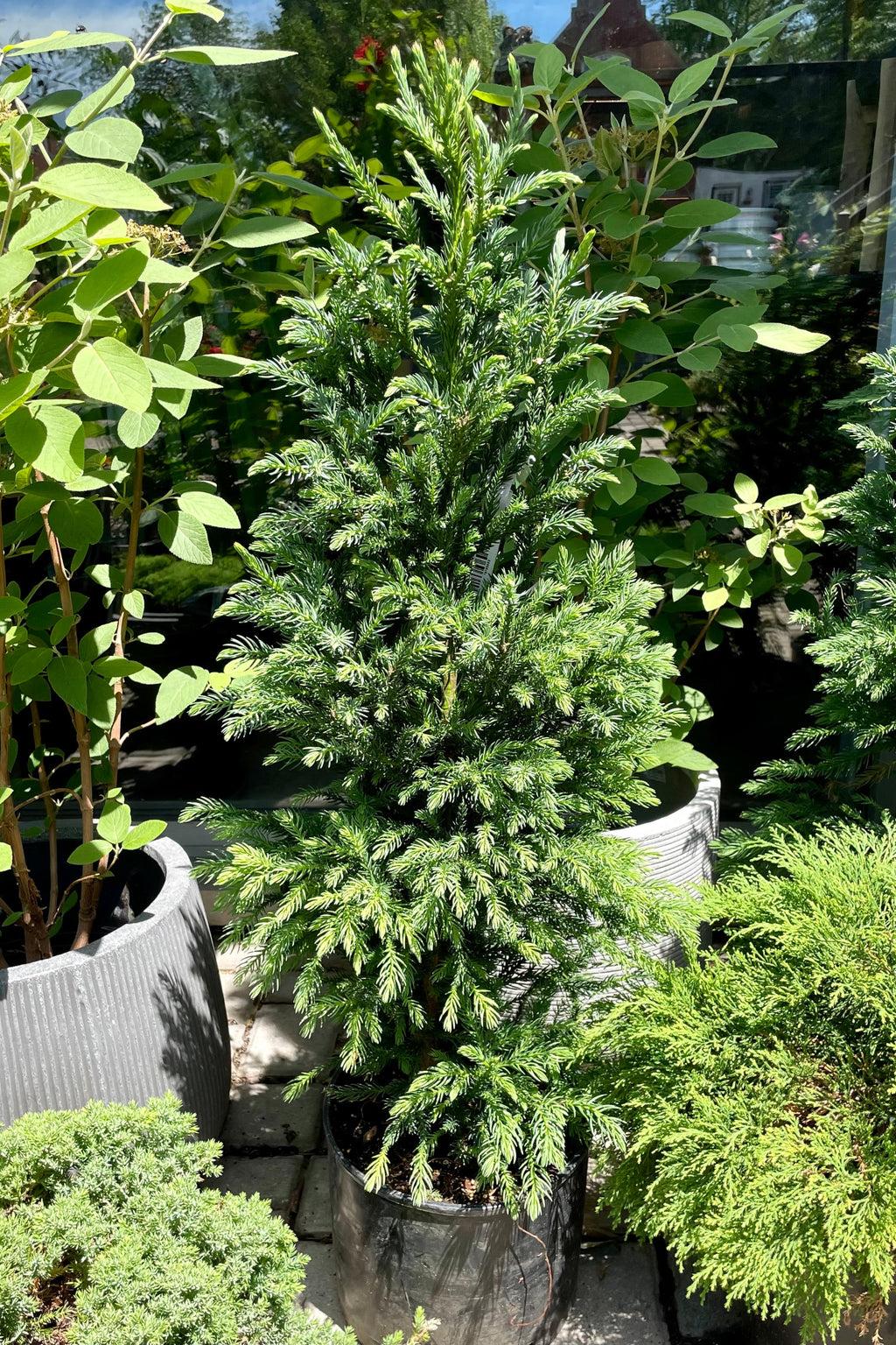 Cryptomeria Japonica Black Dragon - View 9 from www redcrocus com