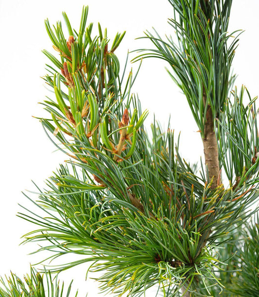 Pinus Parviflora Tempelhof - View 1 from www redcrocus com