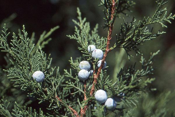Juniperus Chinensis 'keteleeri' - View 10 from www redcrocus com