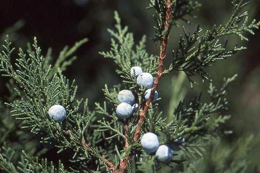 Juniperus Chinensis 'keteleeri' - View 10 from www redcrocus com