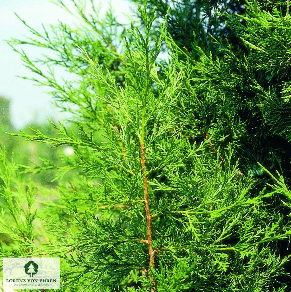 Juniperus Chinensis 'keteleeri' - View 11 from www redcrocus com