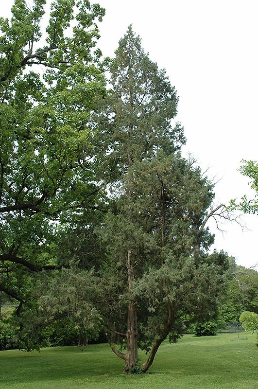 Juniperus Chinensis 'keteleeri' - View 27 from www redcrocus com
