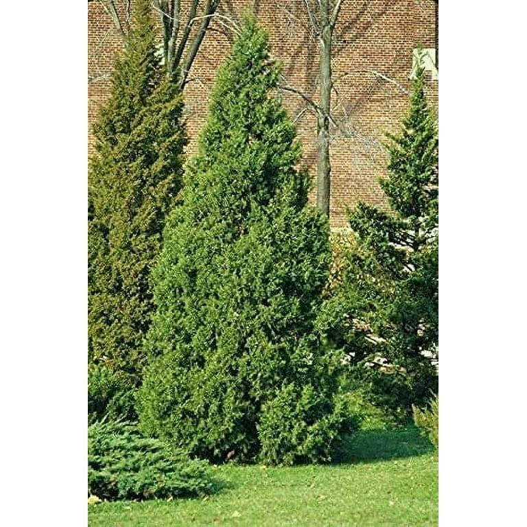 Juniperus Chinensis 'keteleeri' - View 28 from www redcrocus com