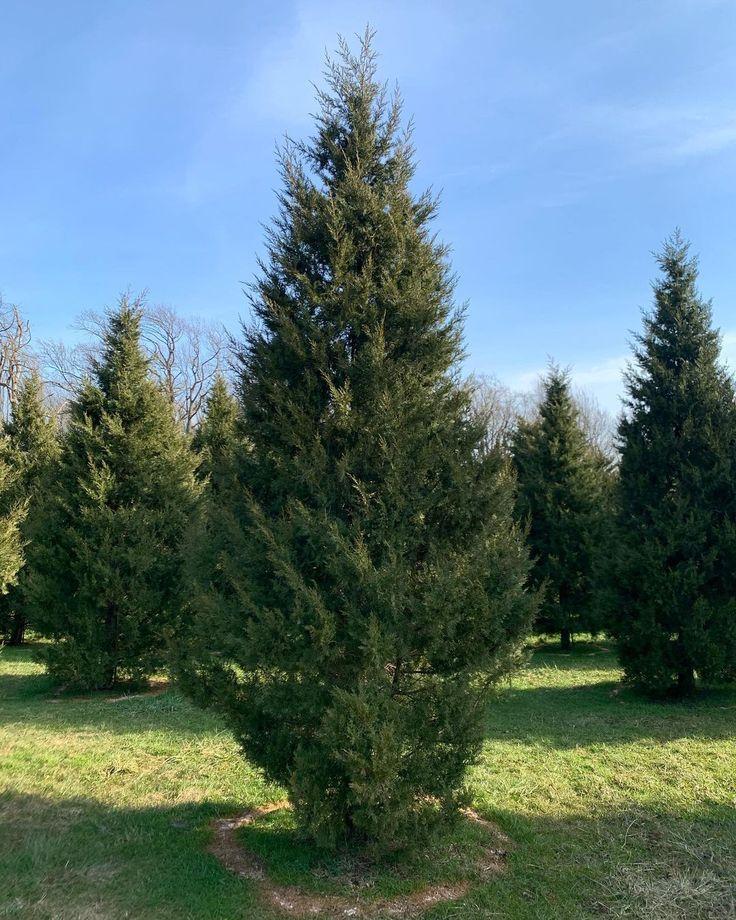 Juniperus Chinensis 'keteleeri' - View 29 from www redcrocus com