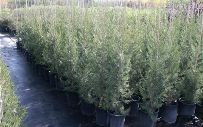Juniperus Chinensis 'keteleeri' - View 30 from www redcrocus com