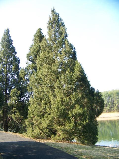 Juniperus Chinensis 'keteleeri' - View 31 from www redcrocus com