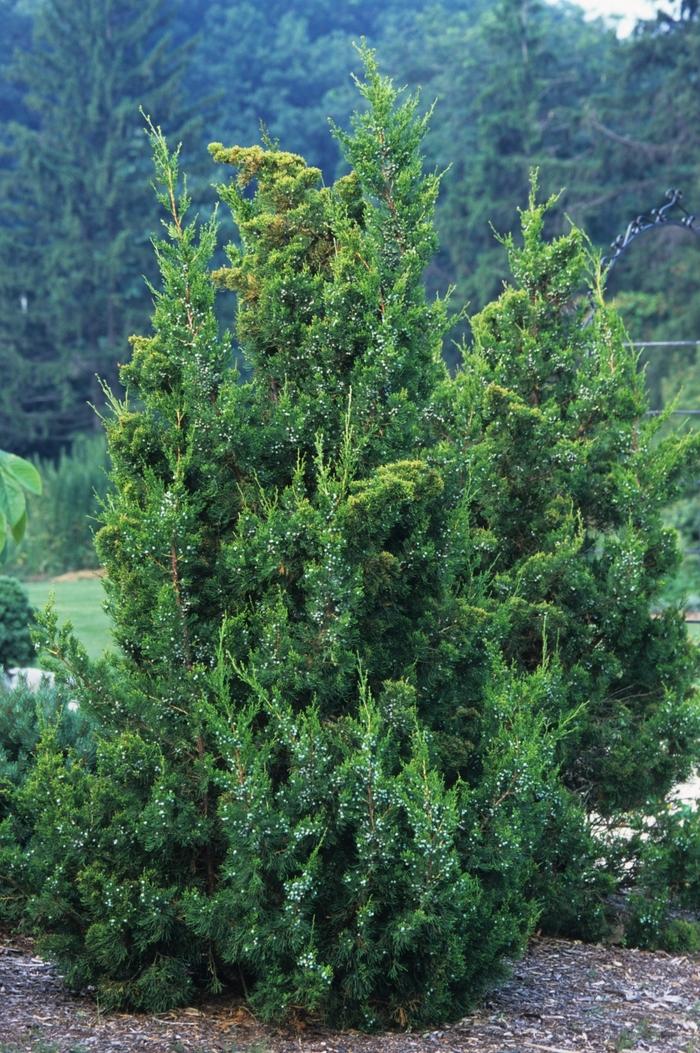 Juniperus Chinensis 'keteleeri' - View 6 from www redcrocus com