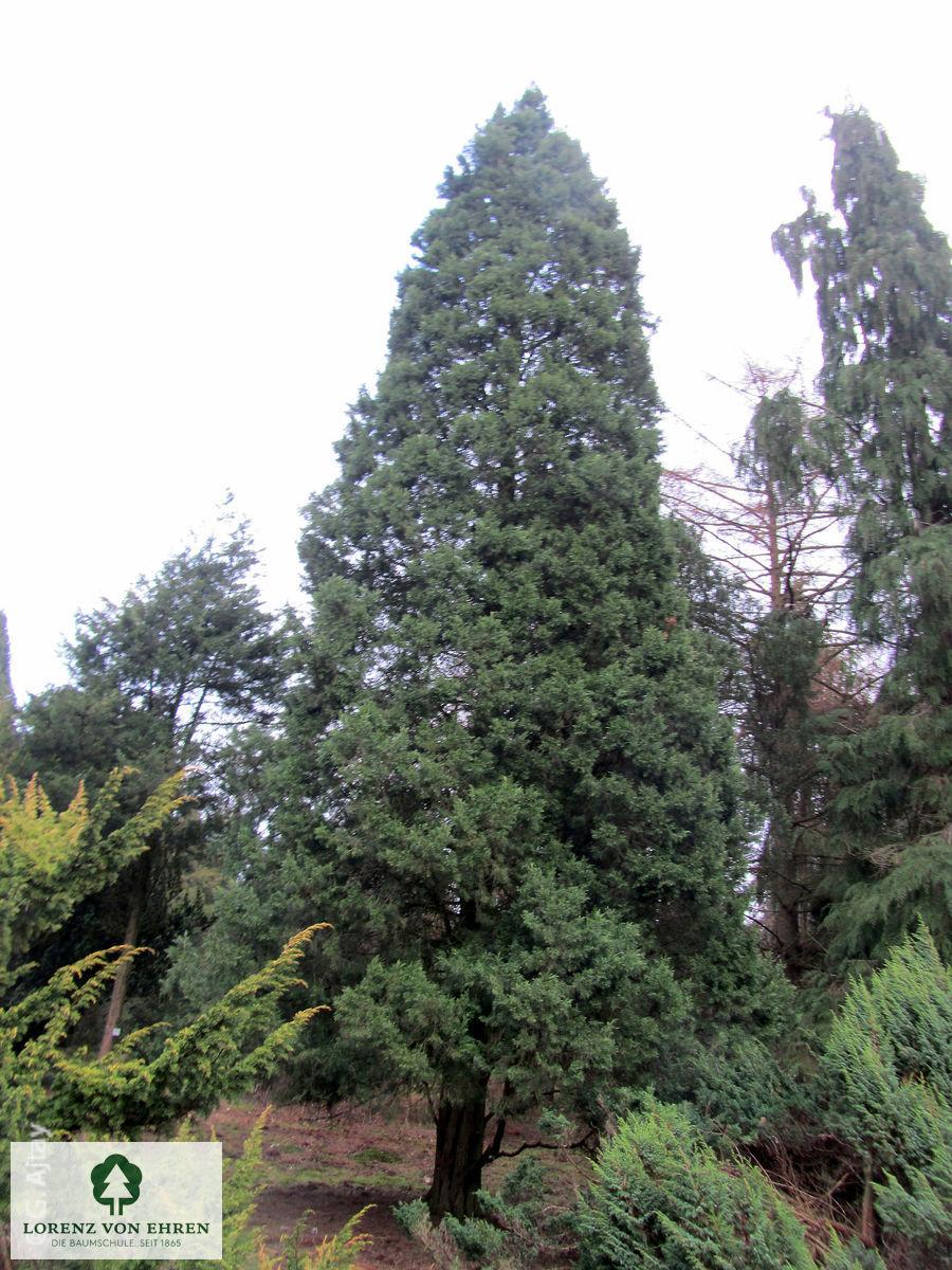 Juniperus Chinensis 'keteleeri' - View 7 from www redcrocus com
