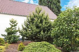 RedCrocus Oregon Green Austrian Pine- Evergreen Needle Conifer, Suitable for Containers & Landscaping, Deer Resistant, Nontoxic, Full Sun to Partial Shade 6 Gallon