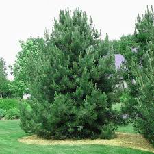 RedCrocus Oregon Green Austrian Pine- Evergreen Needle Conifer, Suitable for Containers & Landscaping, Deer Resistant, Nontoxic, Full Sun to Partial Shade 6 Gallon