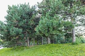 RedCrocus Oregon Green Austrian Pine- Evergreen Needle Conifer, Suitable for Containers & Landscaping, Deer Resistant, Nontoxic, Full Sun to Partial Shade 6 Gallon