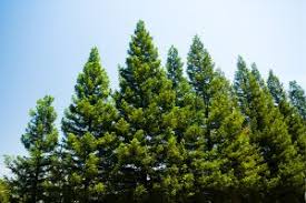RedCrocus Oregon Green Austrian Pine- Evergreen Needle Conifer, Suitable for Containers & Landscaping, Deer Resistant, Nontoxic, Full Sun to Partial Shade 6 Gallon