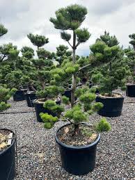 RedCrocus Oregon Green Austrian Pine- Evergreen Needle Conifer, Suitable for Containers & Landscaping, Deer Resistant, Nontoxic, Full Sun to Partial Shade 6 Gallon