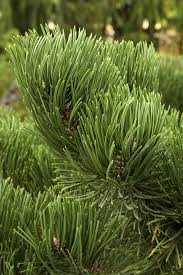 RedCrocus Oregon Green Austrian Pine- Evergreen Needle Conifer, Suitable for Containers & Landscaping, Deer Resistant, Nontoxic, Full Sun to Partial Shade 6 Gallon