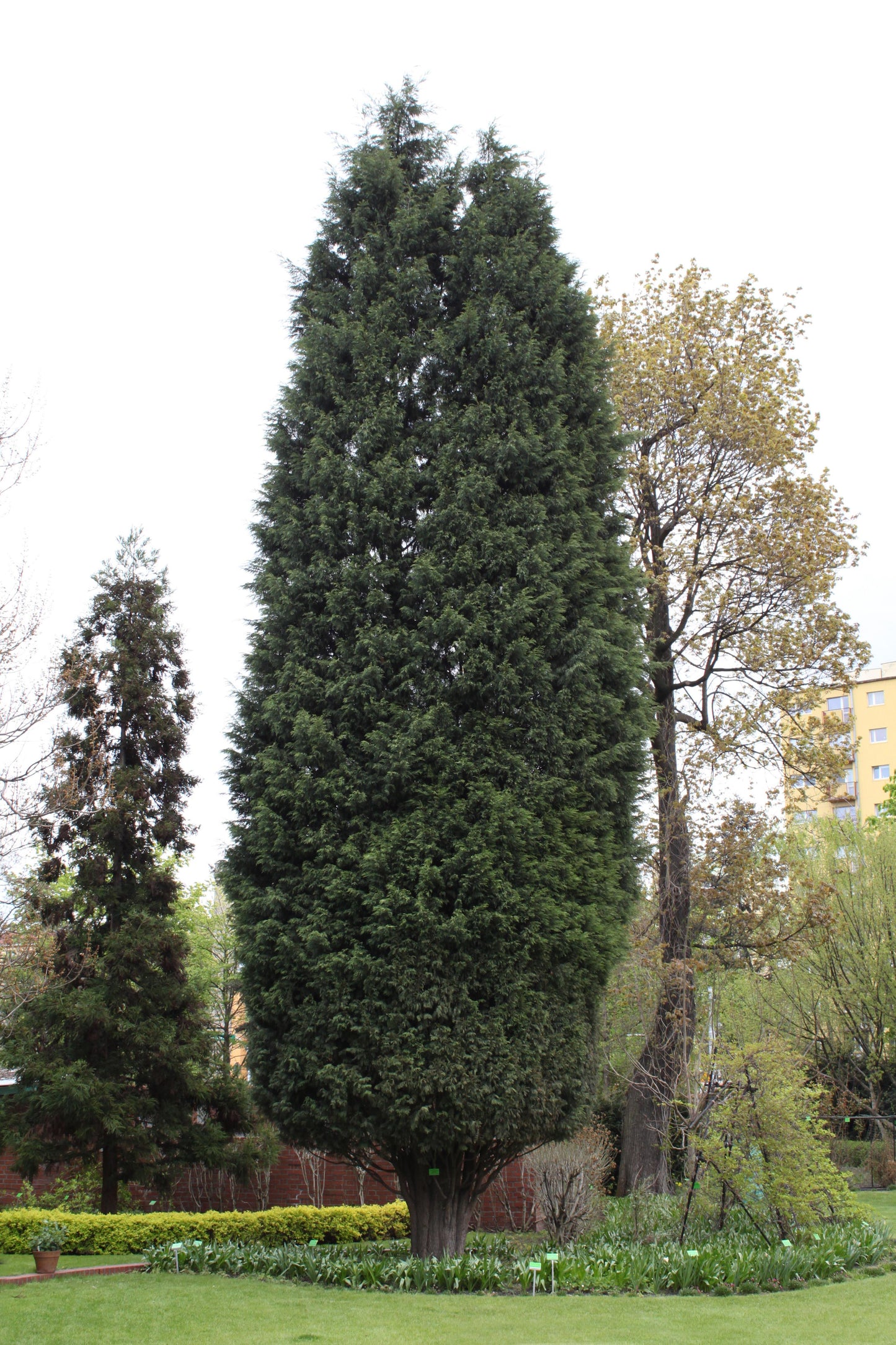 Cupressocyparis Leylandii - View 26 from www redcrocus com