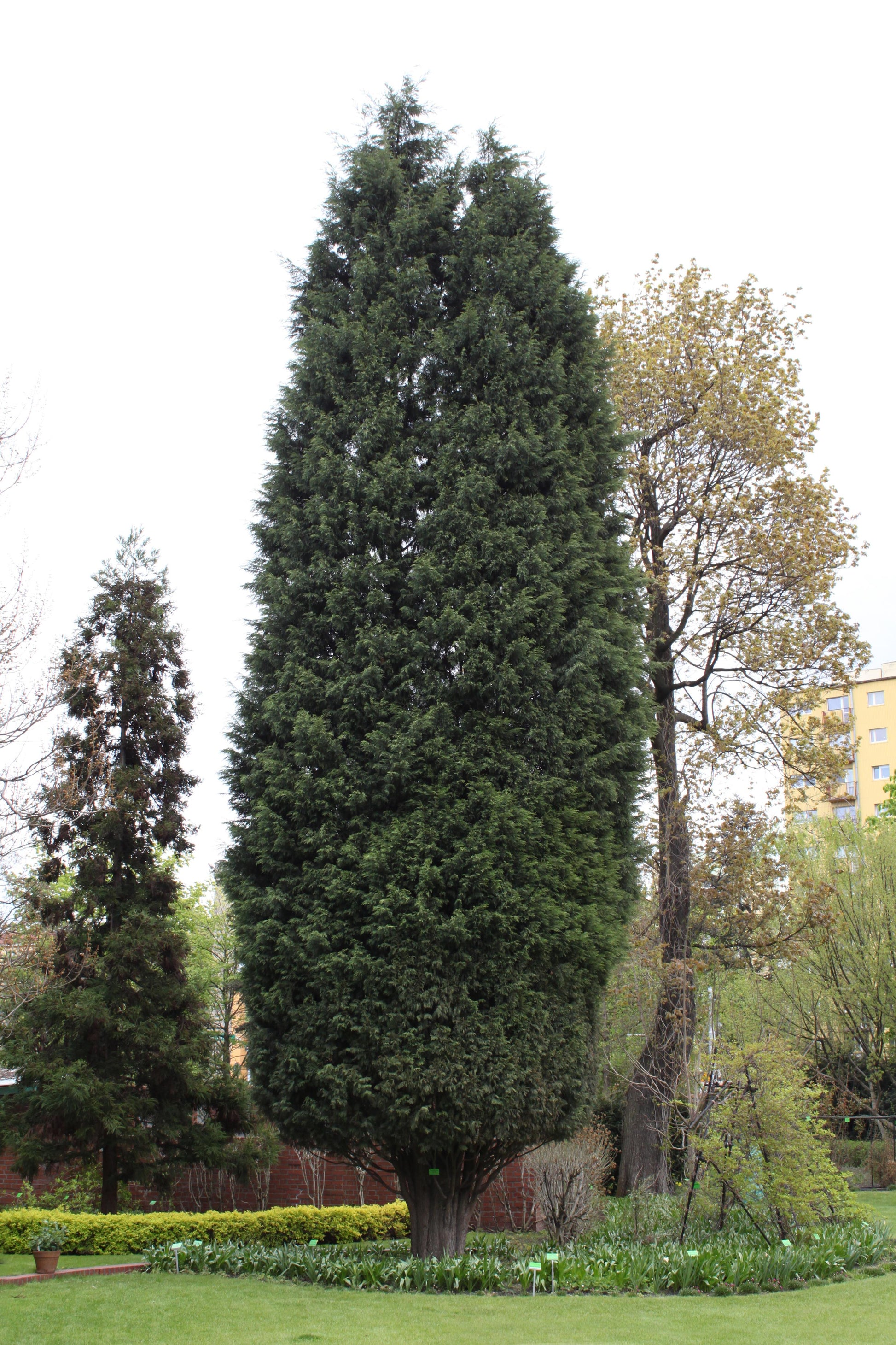 Cupressocyparis Leylandii - View 26 from www redcrocus com