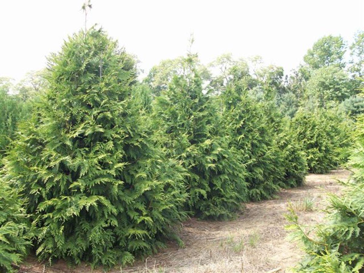 Thuja Plicata Green Giant - View 6 from www redcrocus com