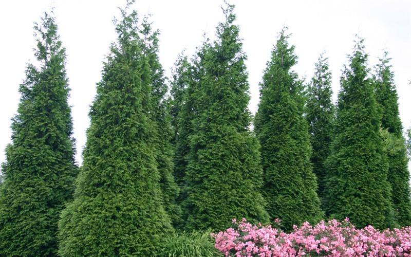 Thuja Plicata Green Giant - View 9 from www redcrocus com