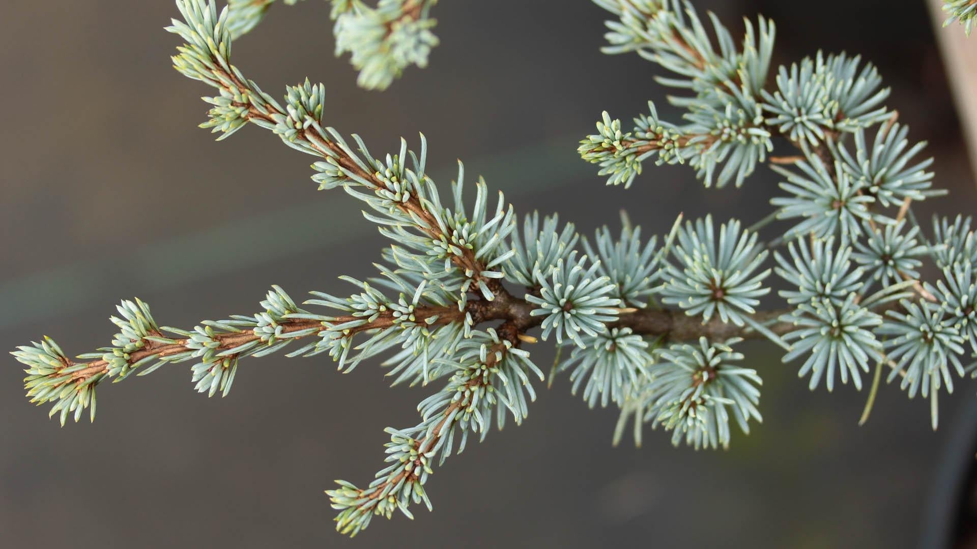 Cedrus Atlantica Horstmann - View 13 from www redcrocus com