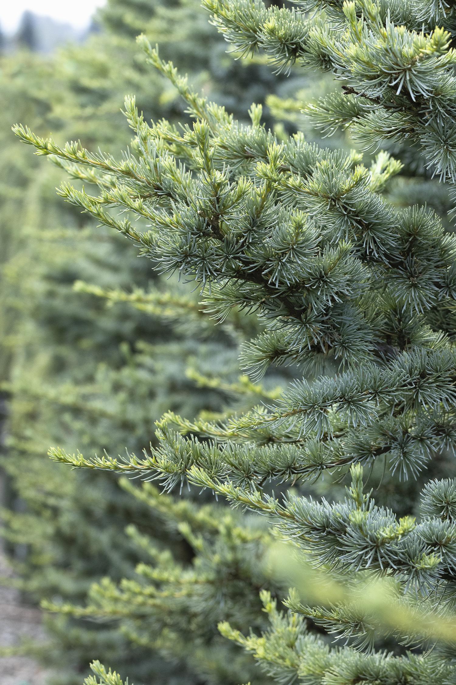 Cedrus Atlantica Horstmann - View 17 from www redcrocus com