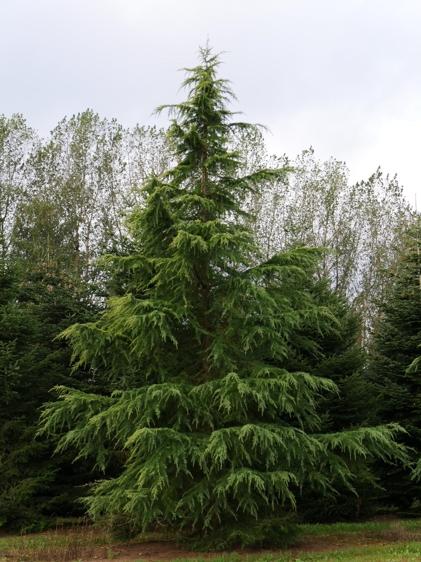 Cedrus Deodara 'aurea' - View 11 from www redcrocus com