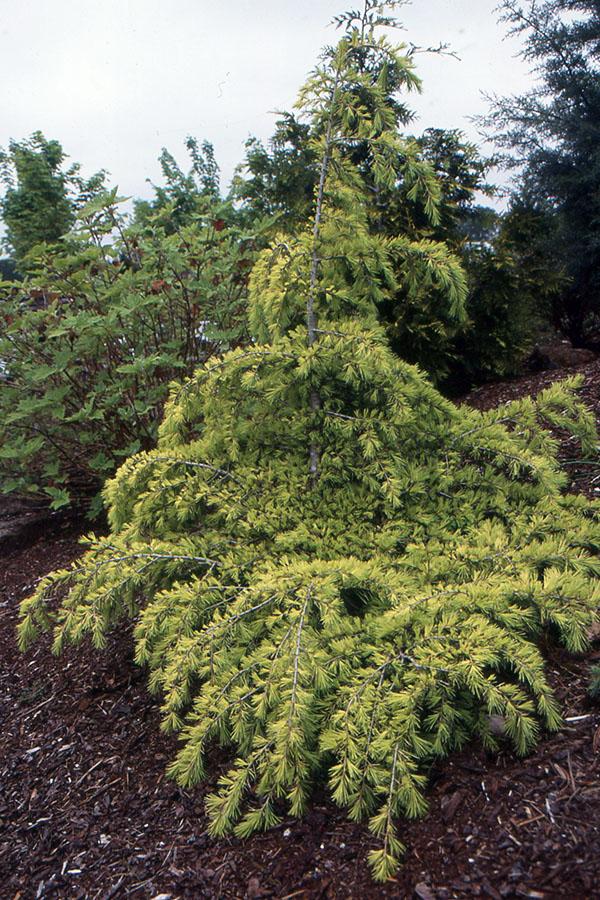 Cedrus Deodara 'aurea' - View 13 from www redcrocus com