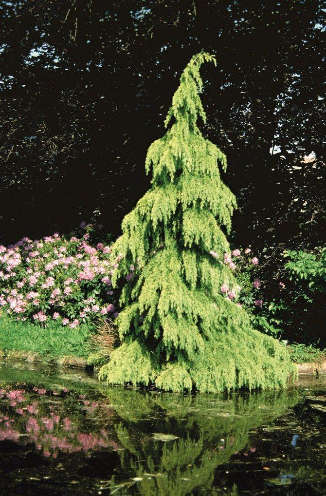 Cedrus Deodara 'aurea' - View 14 from www redcrocus com
