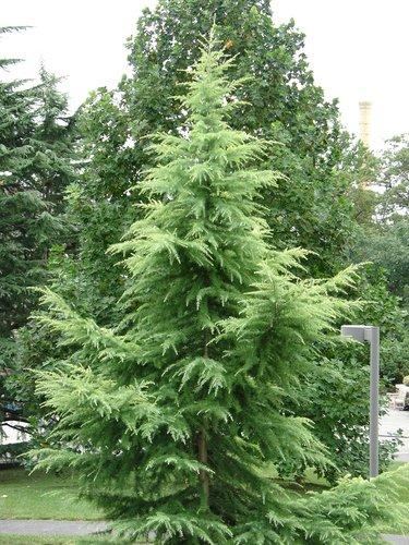 Cedrus Deodara 'aurea' - View 15 from www redcrocus com
