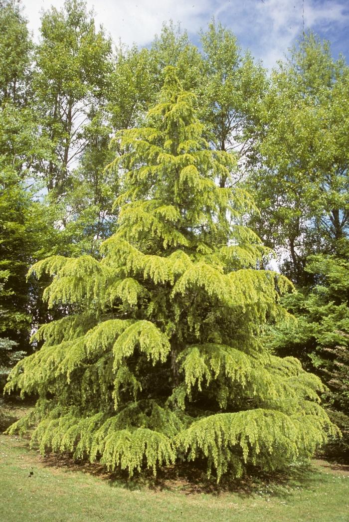 Cedrus Deodara 'aurea' - View 18 from www redcrocus com