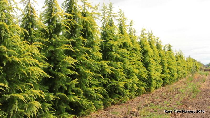 Cedrus Deodara 'aurea' - View 1 from www redcrocus com