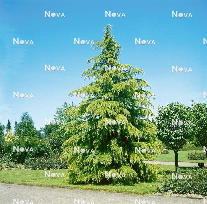 Cedrus Deodara 'aurea' - View 21 from www redcrocus com