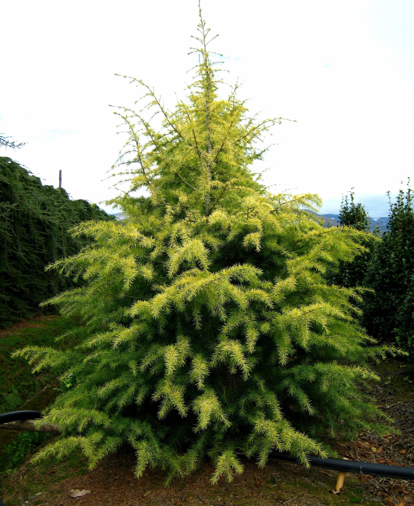 Cedrus Deodara 'aurea' - View 22 from www redcrocus com