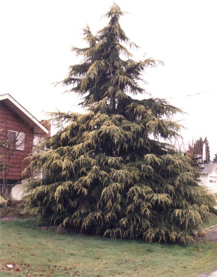 Cedrus Deodara 'aurea' - View 24 from www redcrocus com