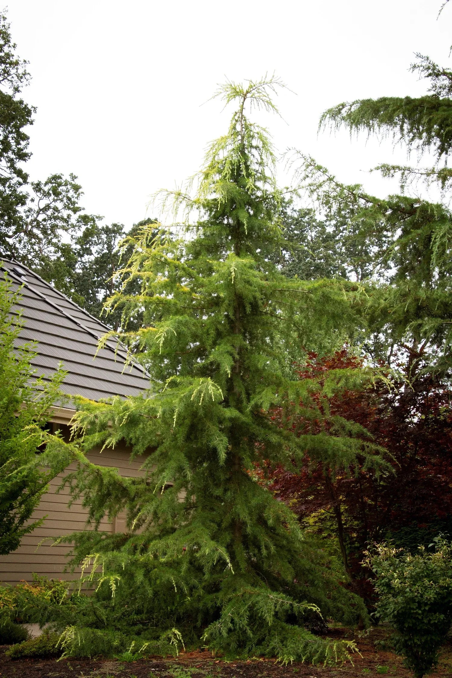Cedrus Deodara 'aurea' - View 27 from www redcrocus com