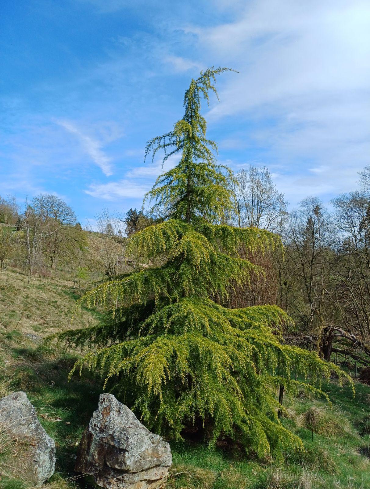 Cedrus Deodara 'aurea' - View 28 from www redcrocus com
